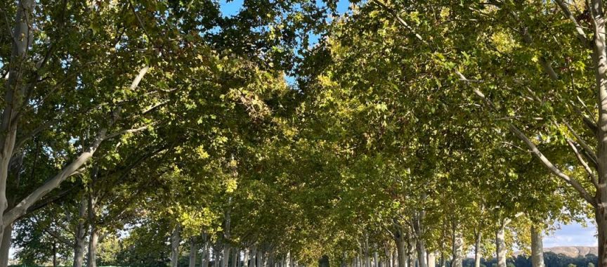 Foto cedida por Ayuntamiento de Aranjuez